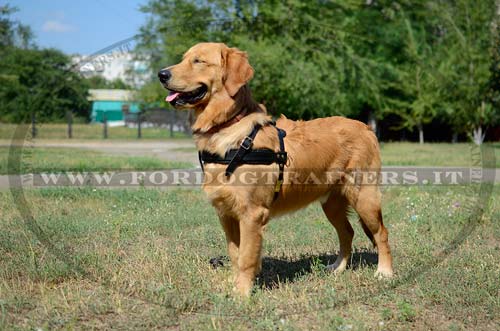 Pettorina universale in pelle da traino per Golden Retriever